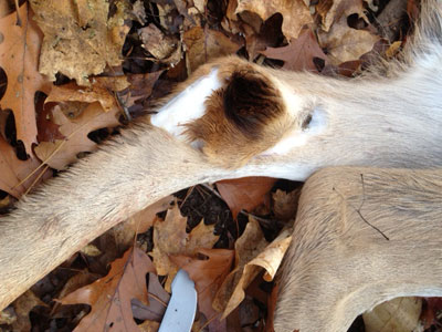 How do you field dress a whitetail deer?