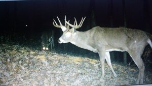 killinbuck trophy deer