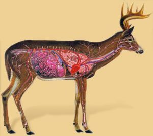 Deer Shot Placement Chart