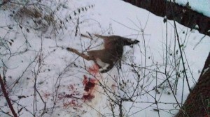 swhacker deer kill