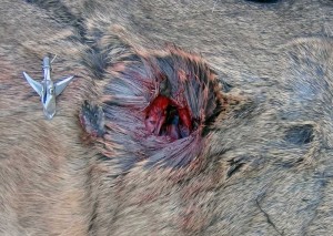 ramcat broadhead vs deer