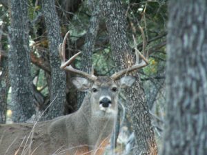 cwd culling