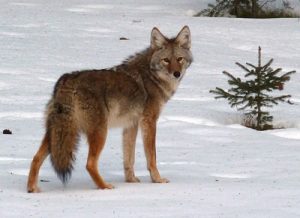 coyote hunting tips
