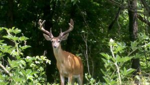 cwd, deer culling