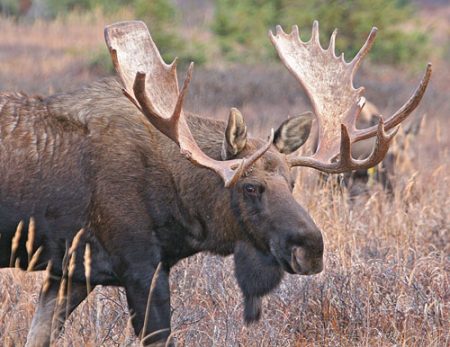 Unbelievable Moose Kill With a Bow – Shootingtime.com