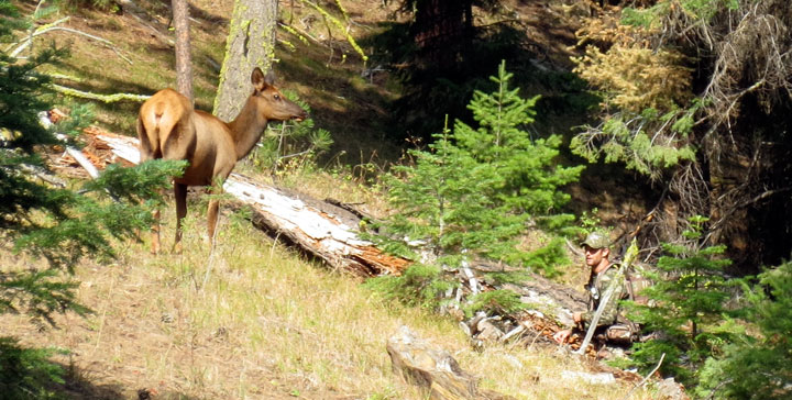 cow elk