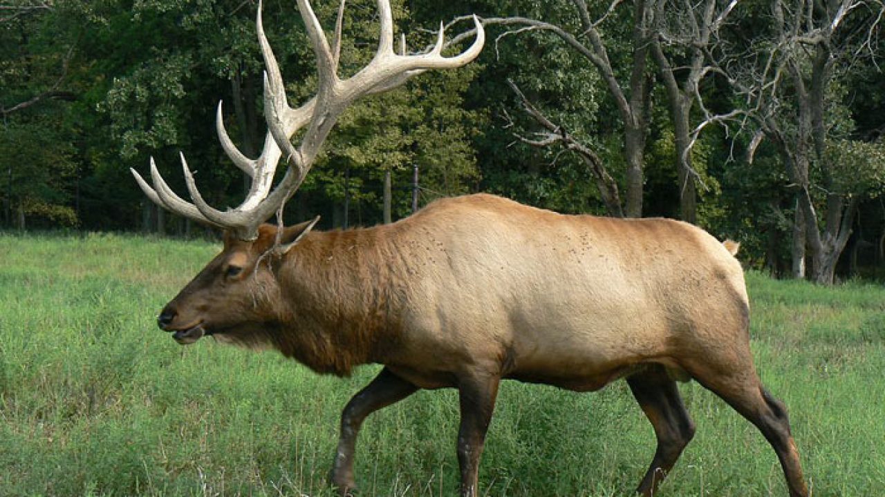 Elk - History, Types of Elk, Behaviors, Ranges, and Other Facts