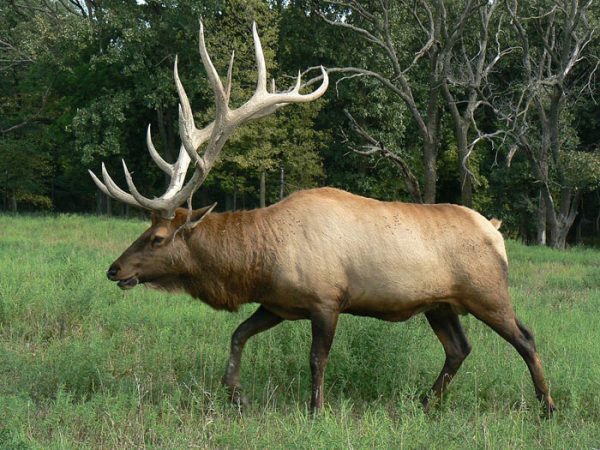 Elk - History, Types of Elk, Behaviors, Ranges, and Other Facts