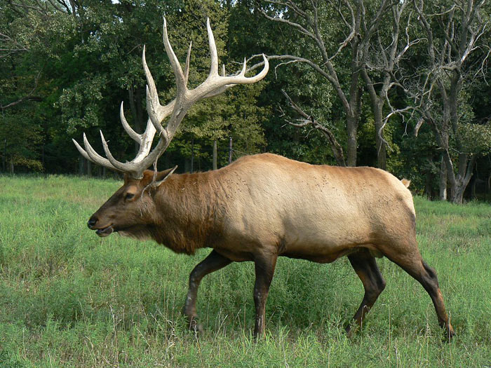 do male elk have antlers