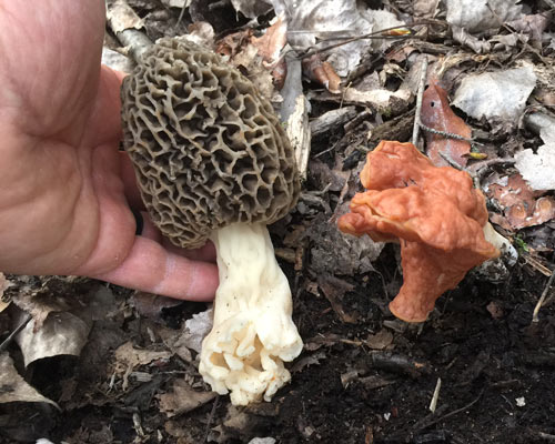 false morel mushroom