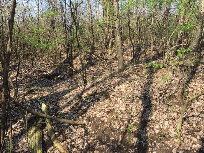 morel mushroom hunting in hilly area