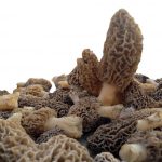 morel mushrooms