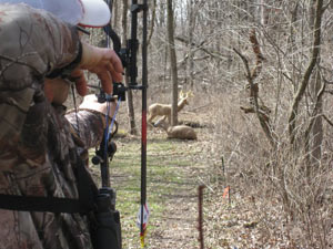 3d archery