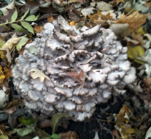 maitake-sheepshead-mushroom.jpg