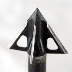tooth of the arrow